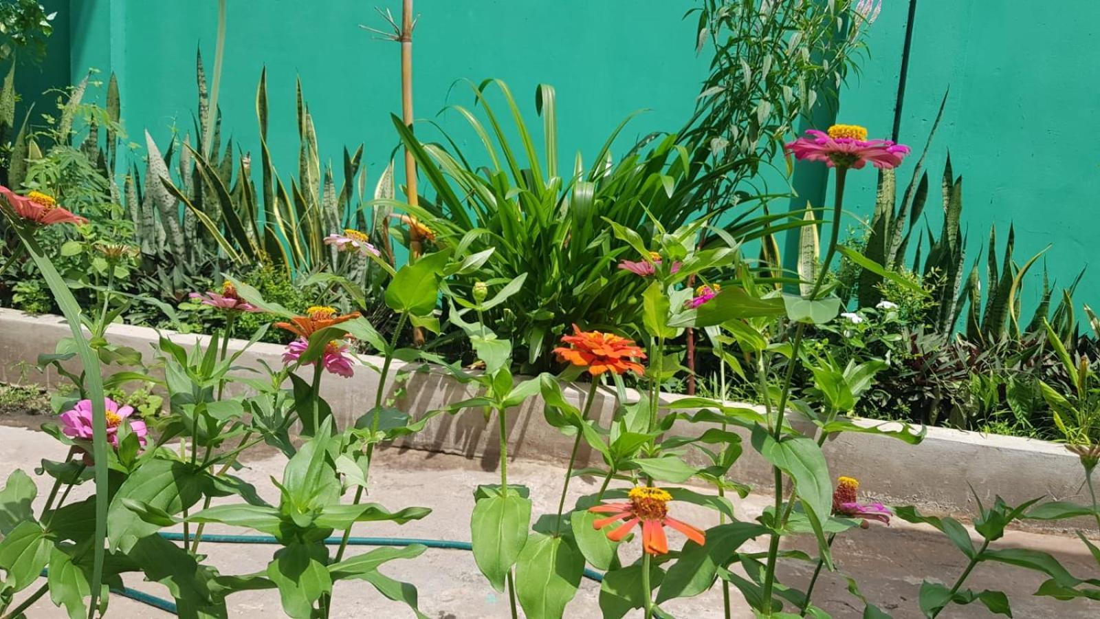 Bloom Garden Bed & Breakfast Siem Reap Eksteriør bilde
