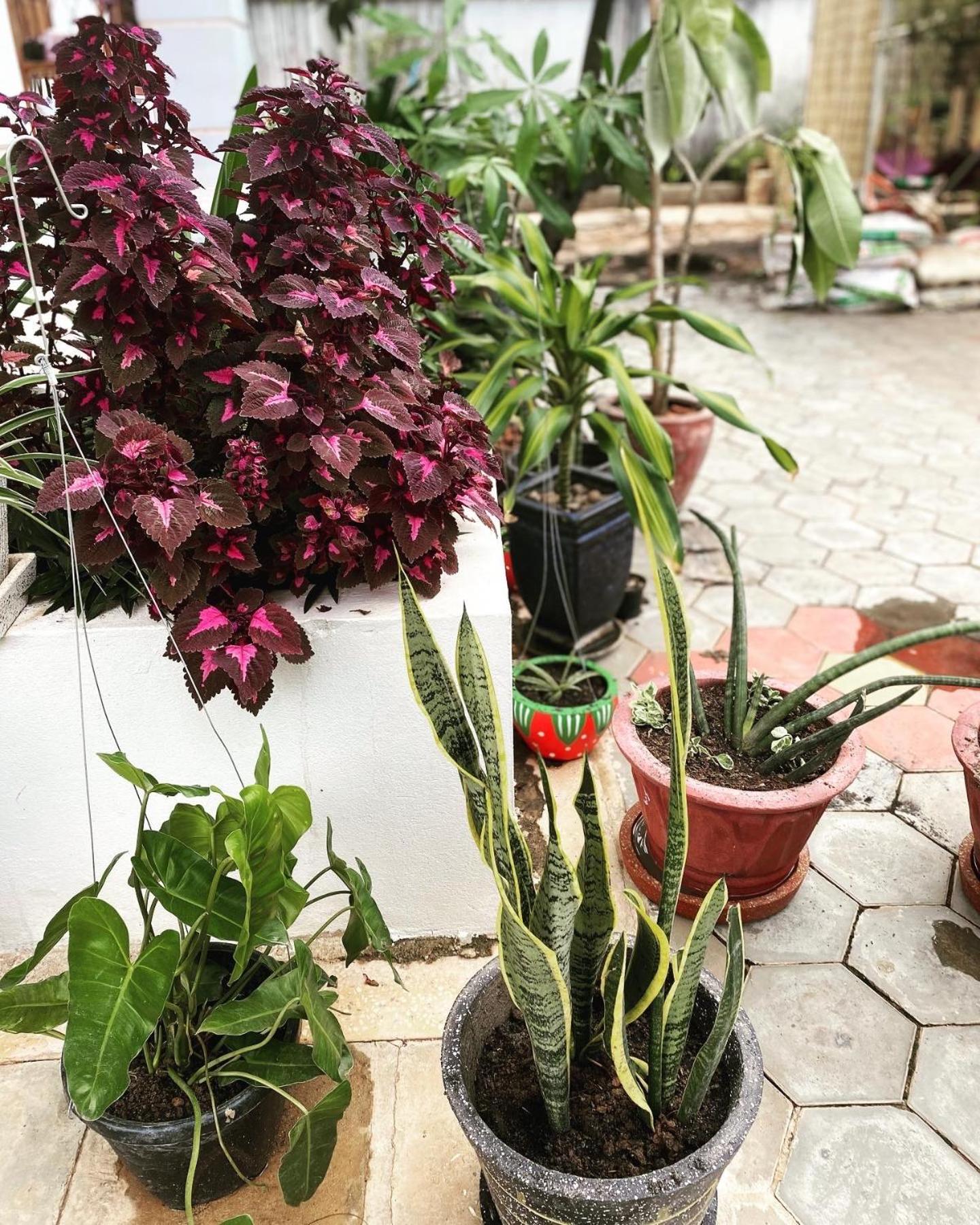 Bloom Garden Bed & Breakfast Siem Reap Eksteriør bilde